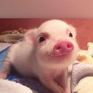 🐷🐷🐷