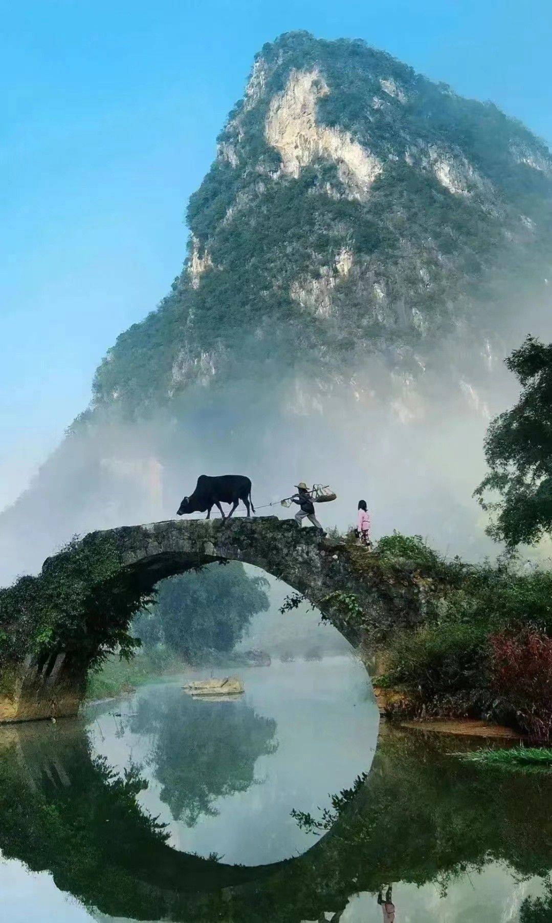 牧牛晚归