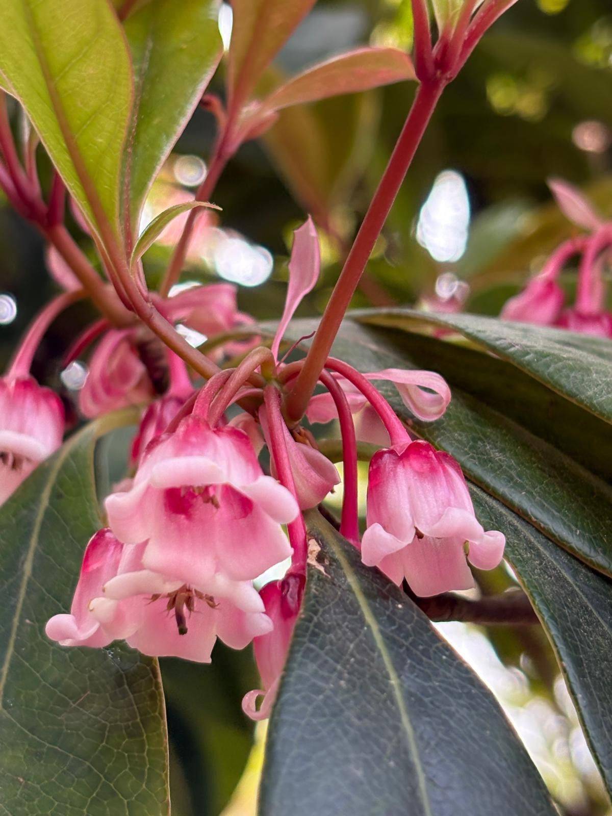 flora
