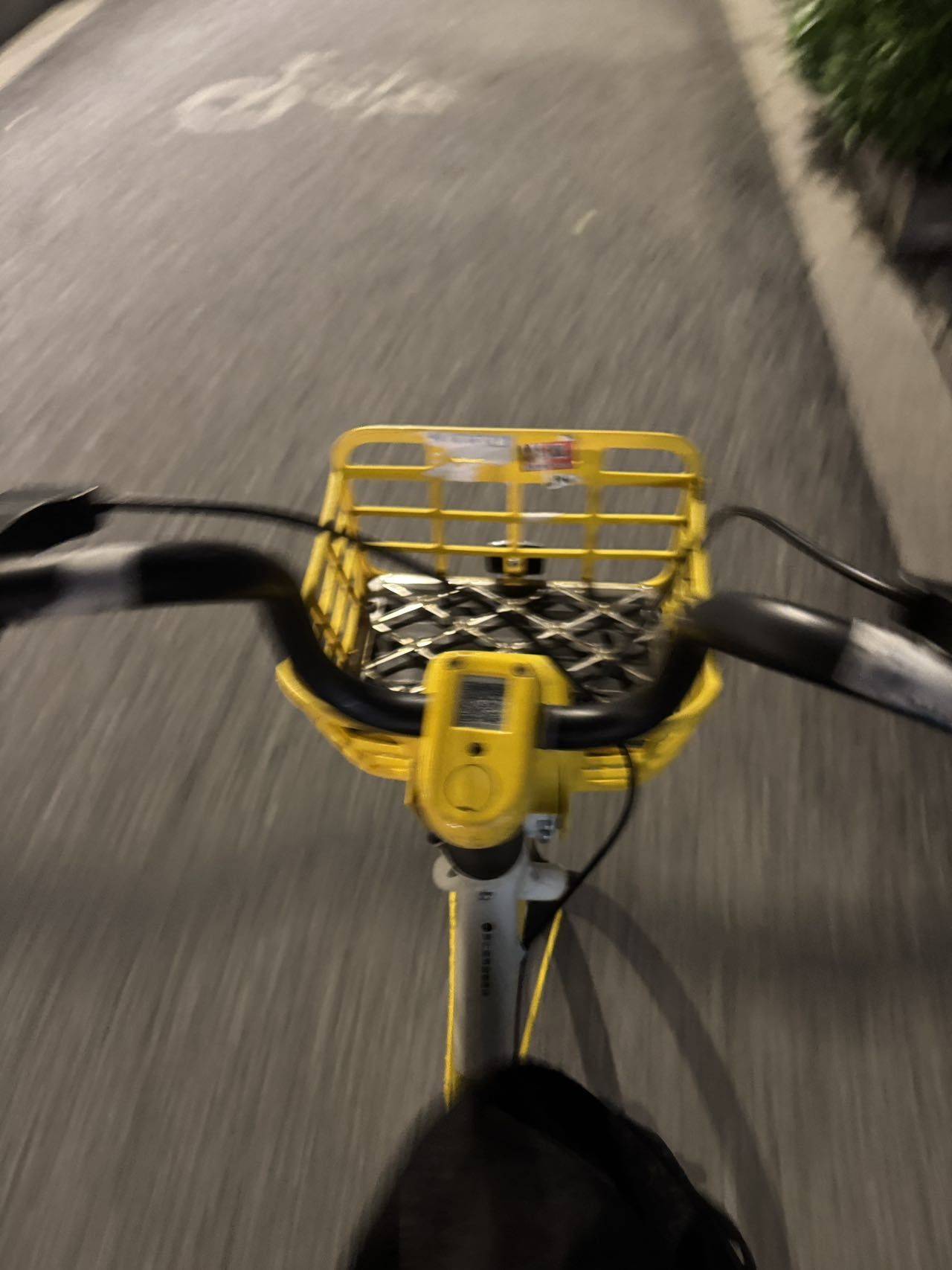 yolo