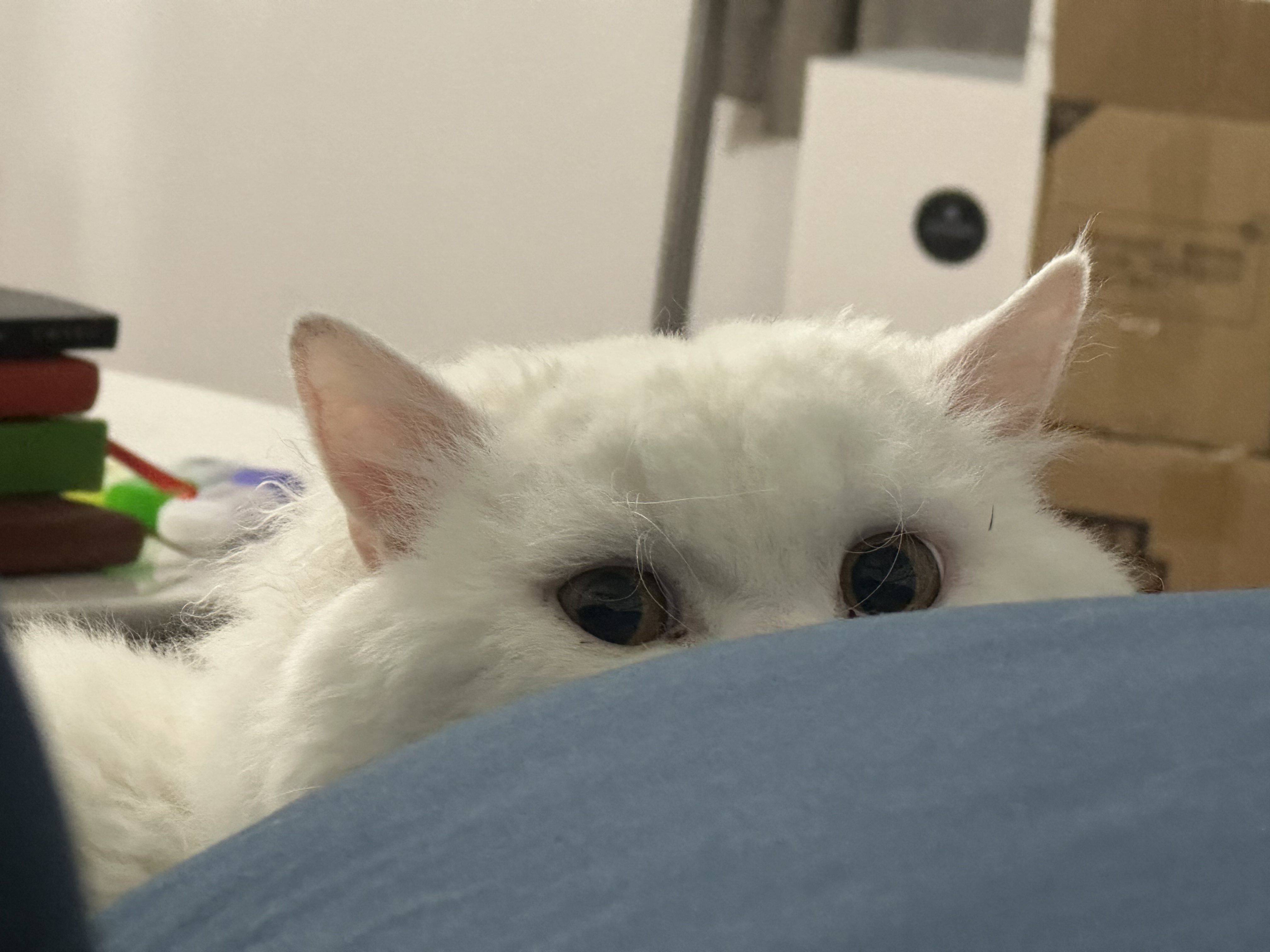 催眠羊
