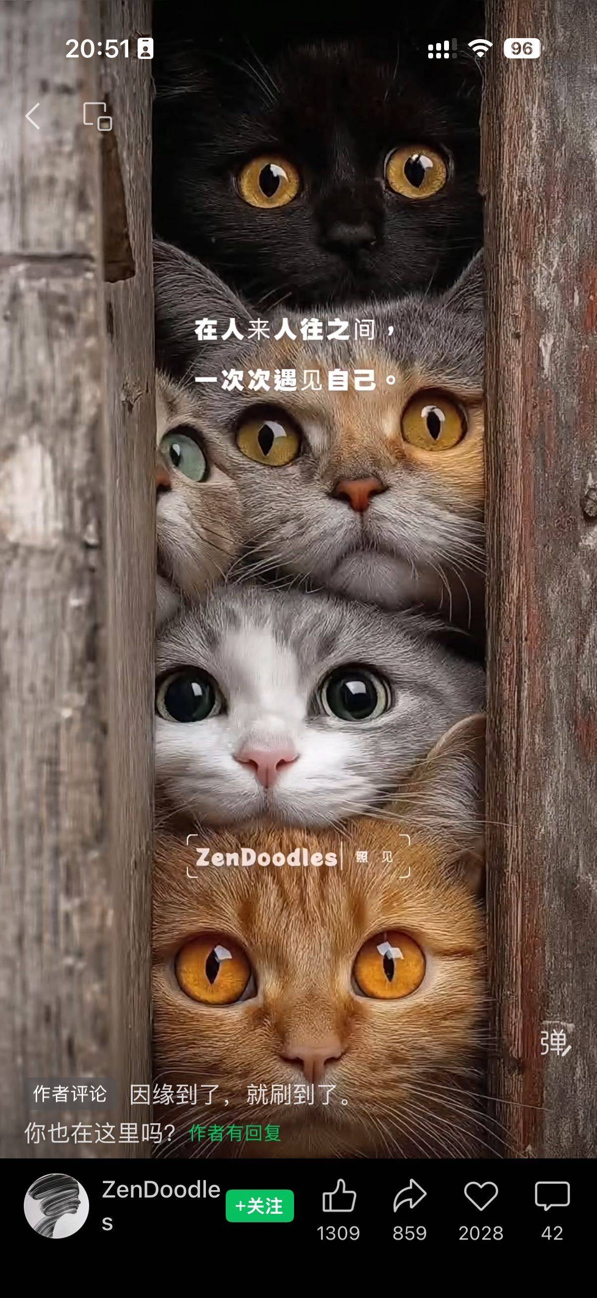 生若夏花🎠