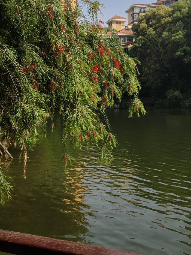 橙子