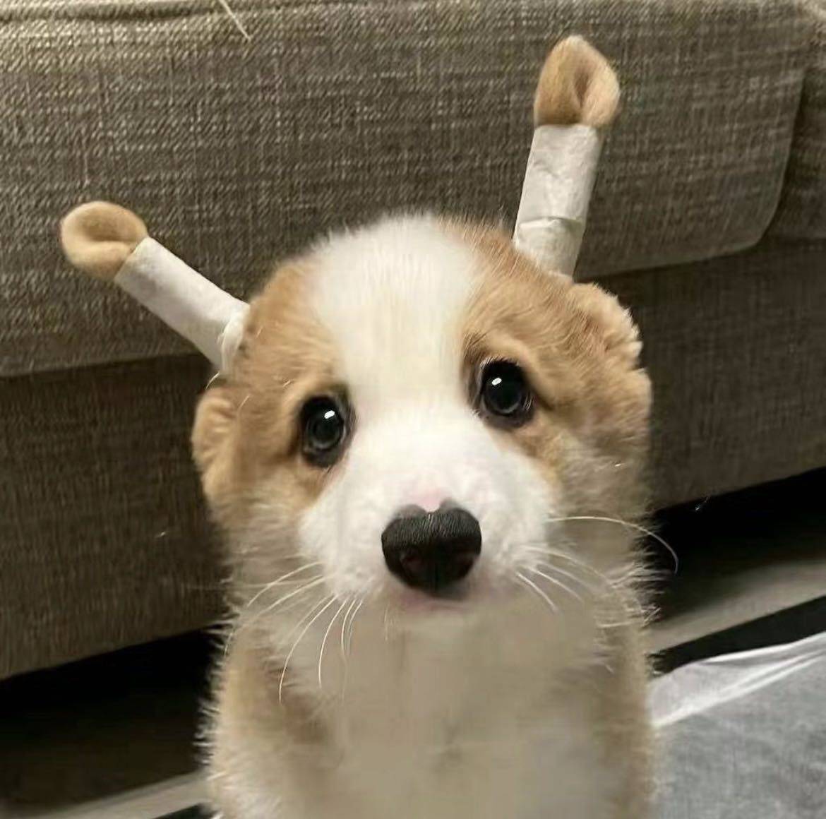 悦悦