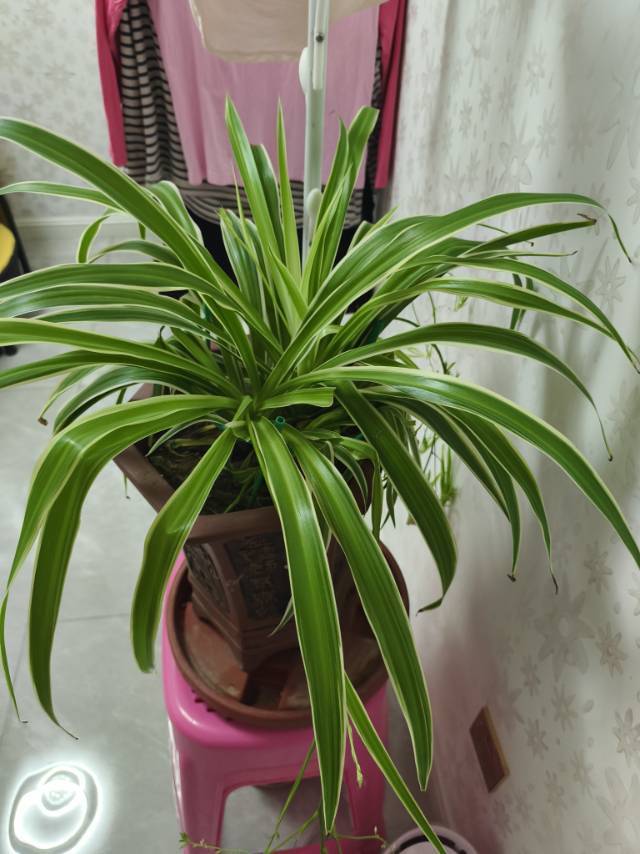雨后彩虹🌈