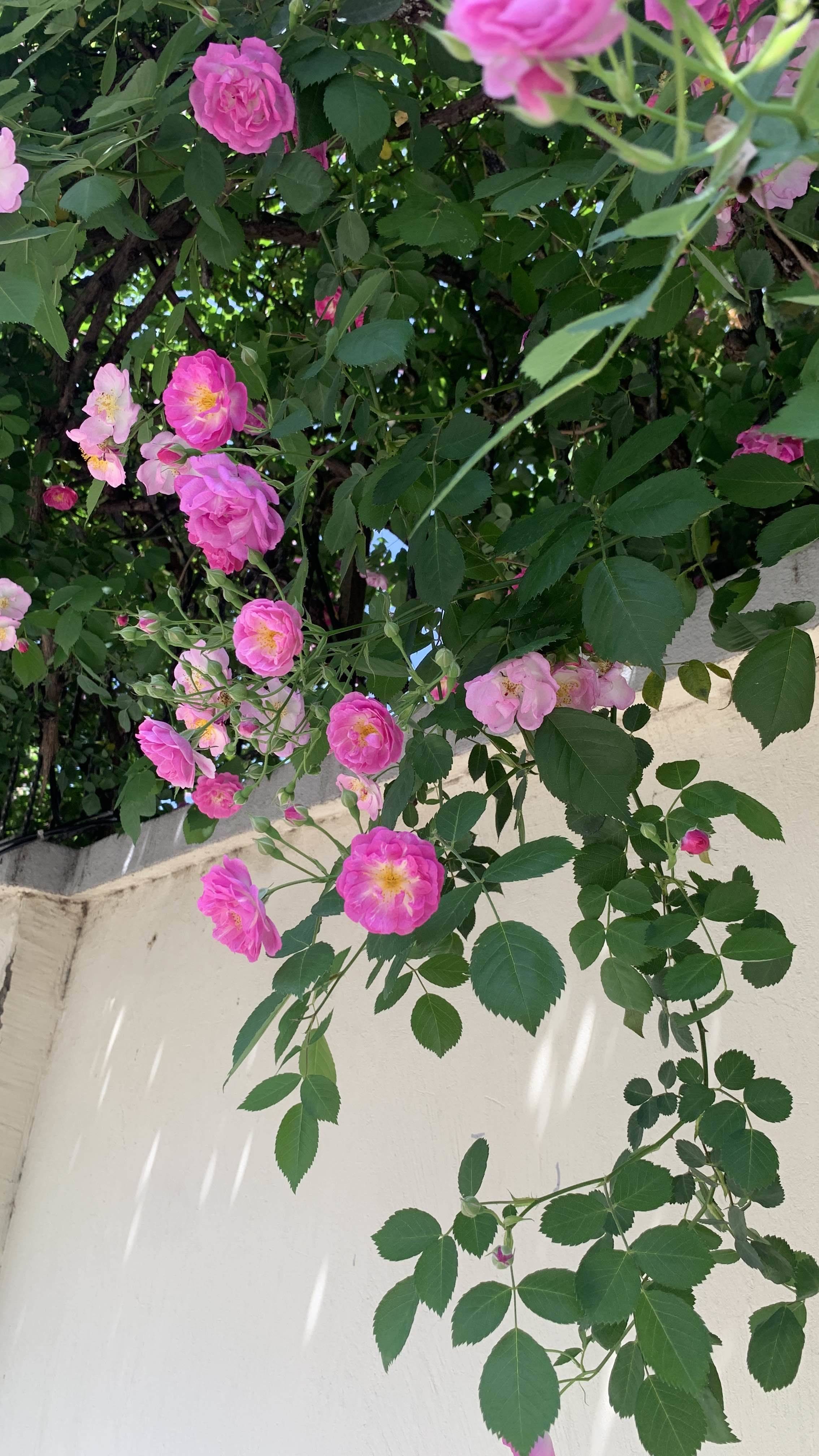life_photo_0