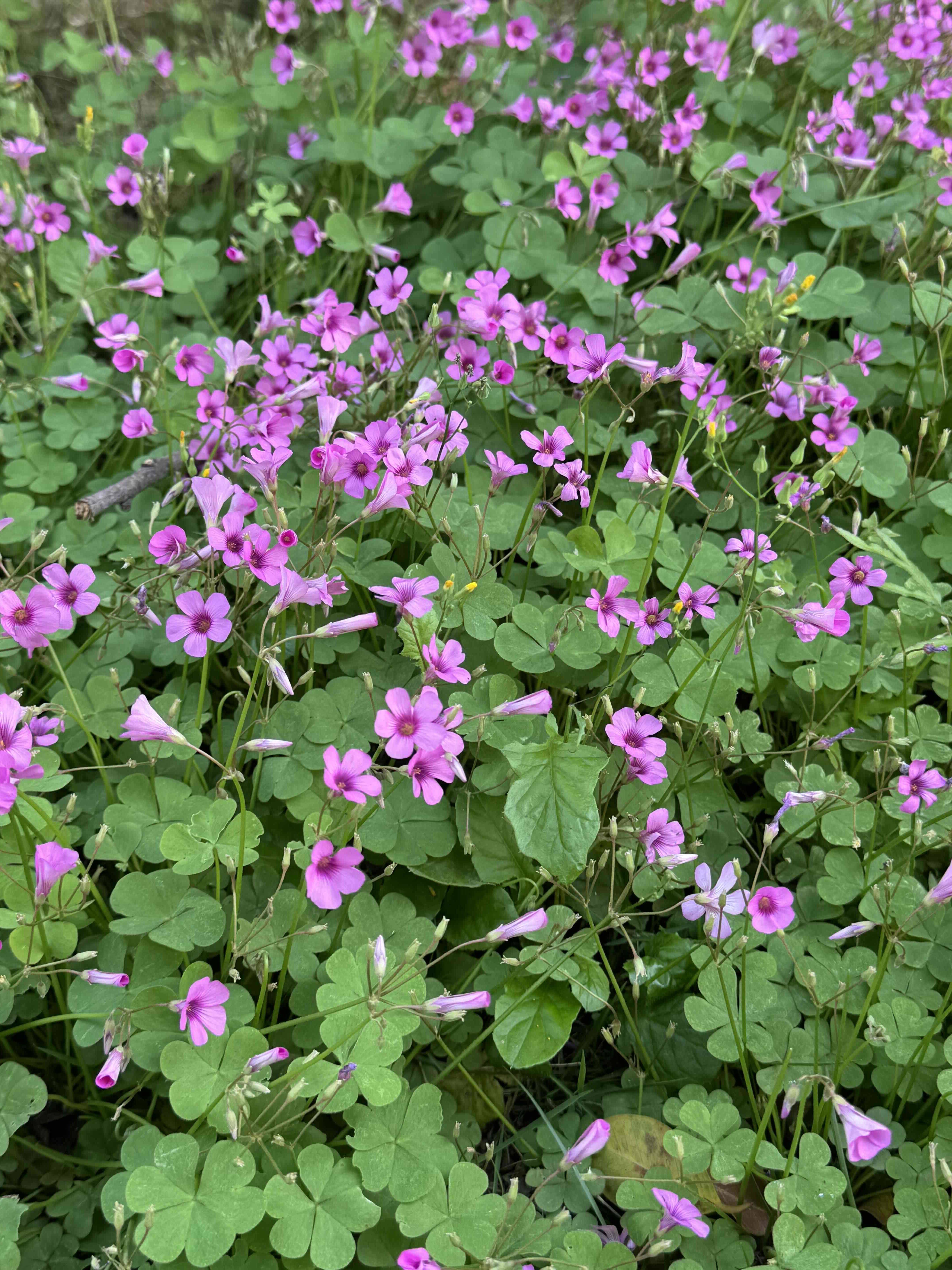 小芳