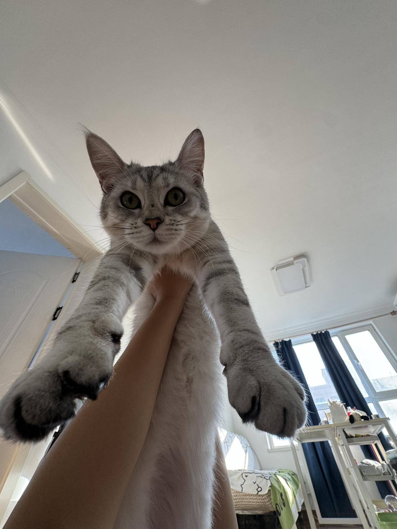 俊俏的猫🐱
