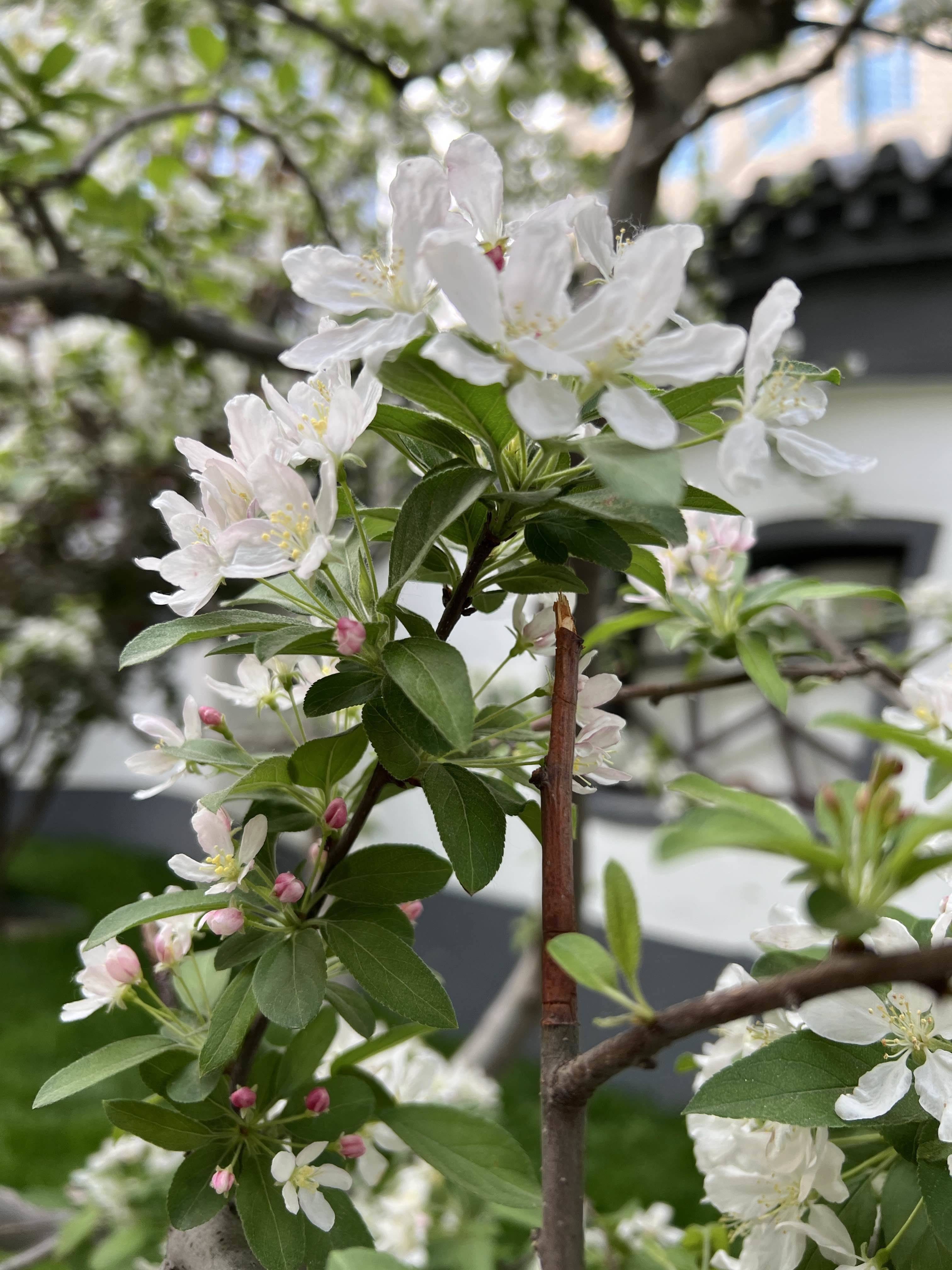 良乡大学城远洋新仕界