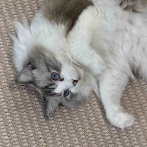 🐈