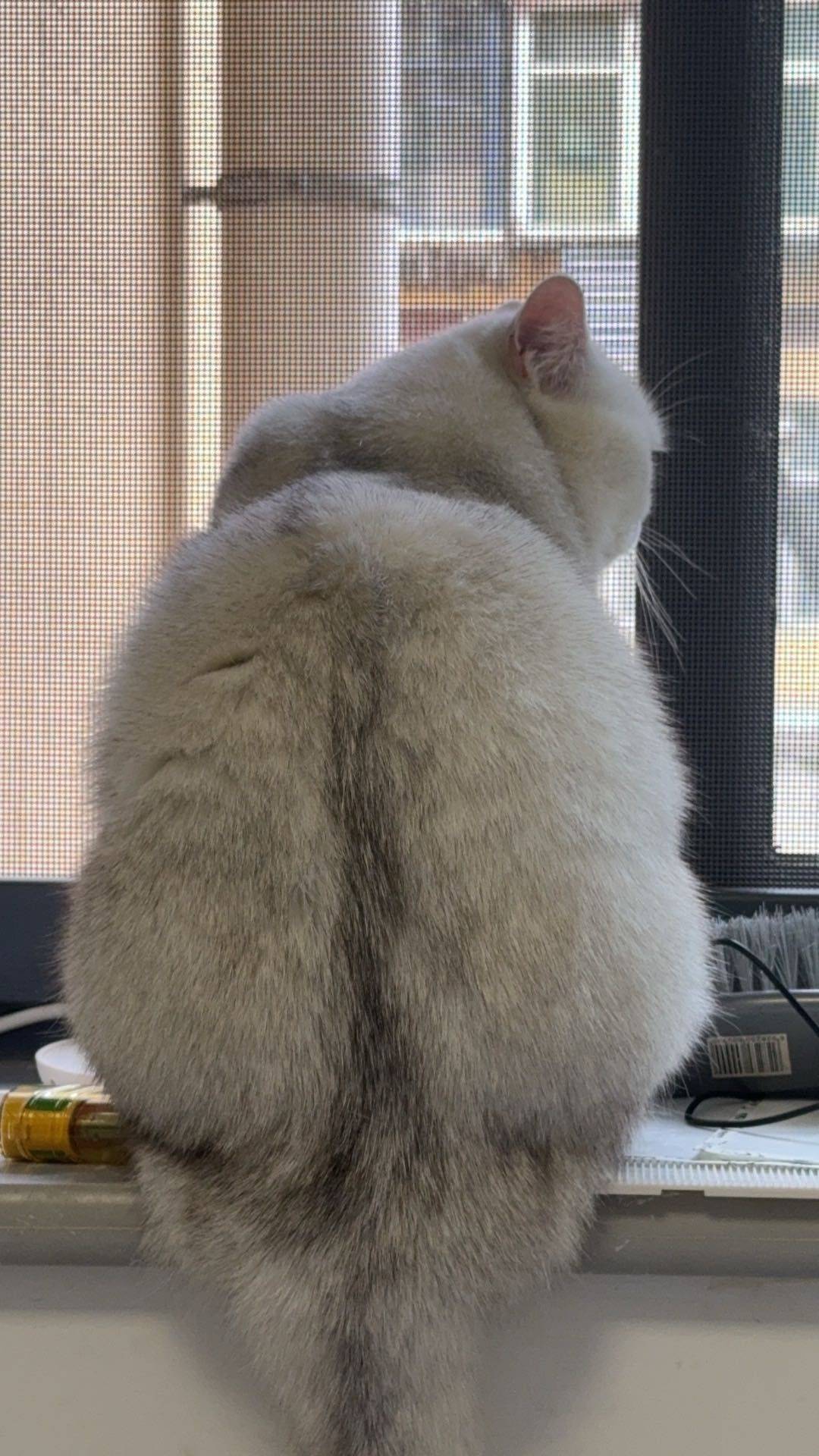 cc