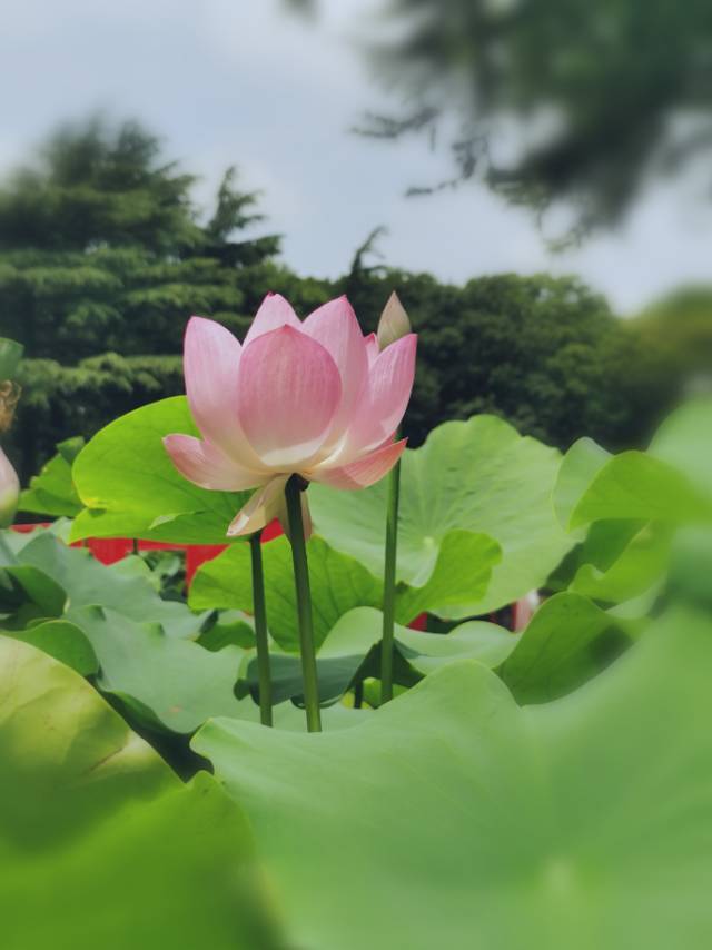 西西