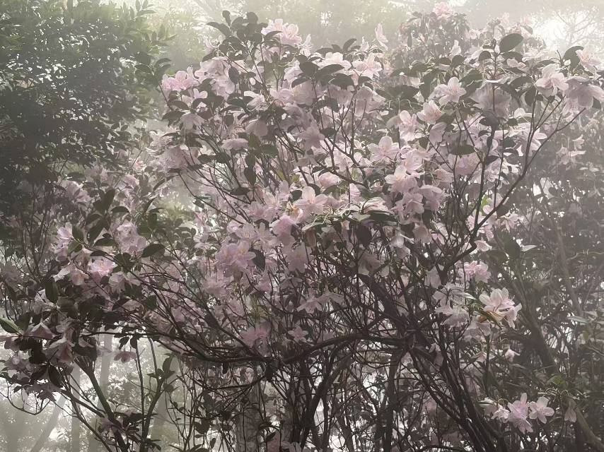 夏木