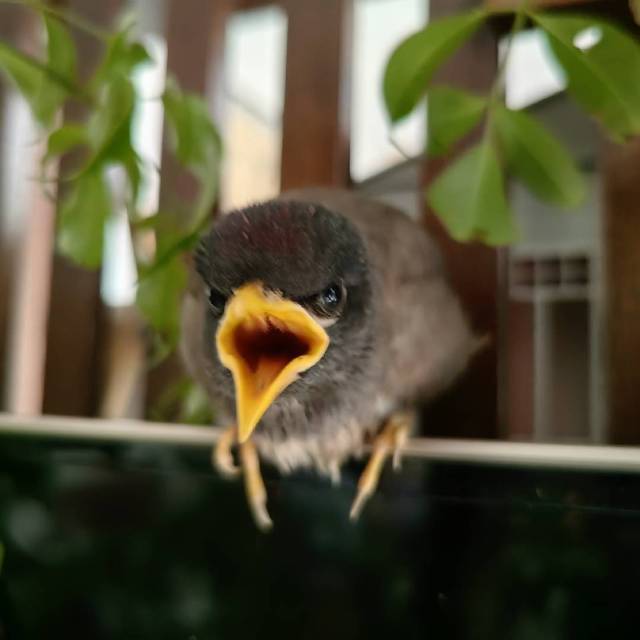 春春
