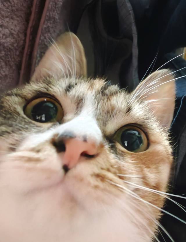 A 羴羴