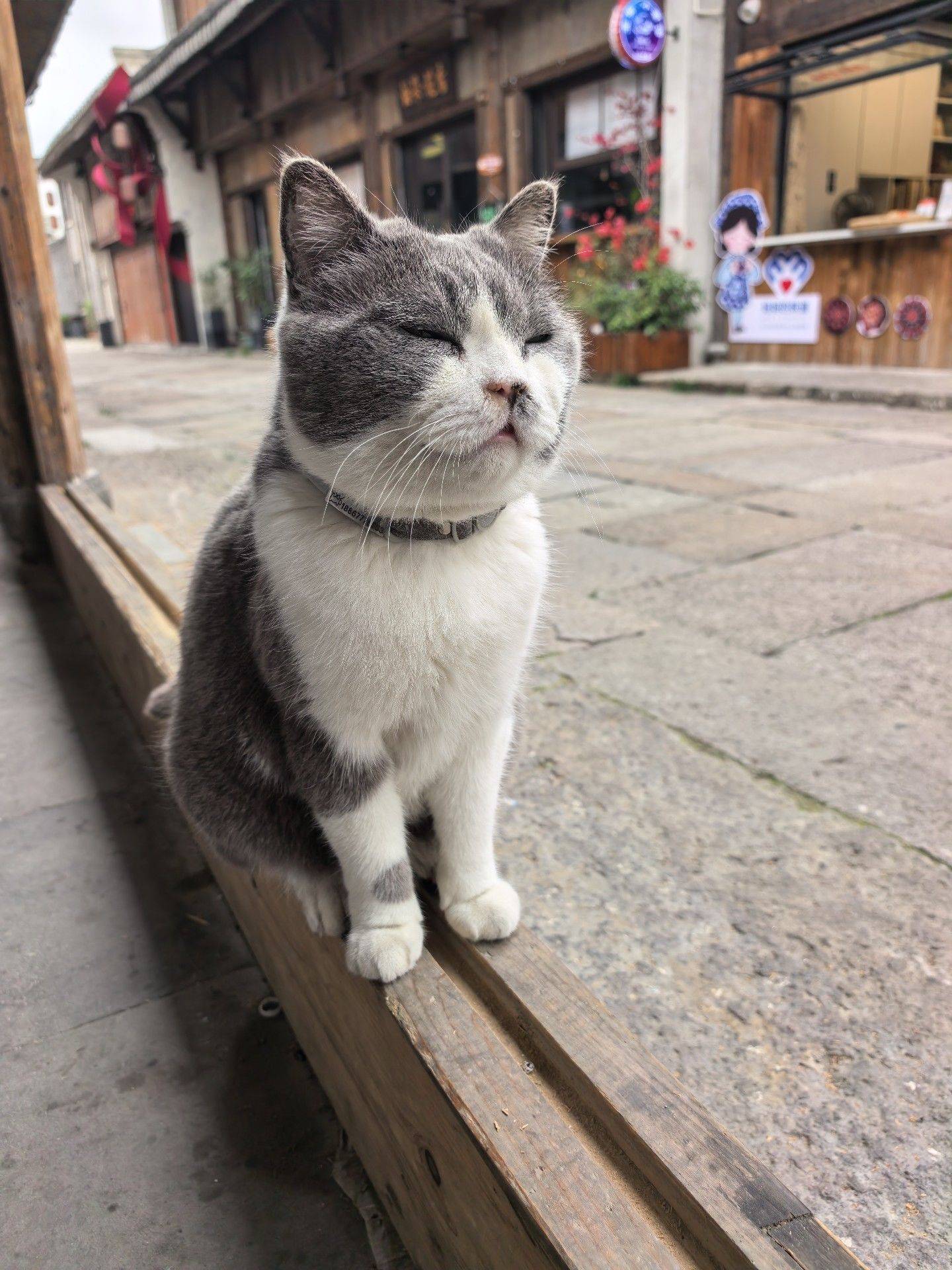 阿紫