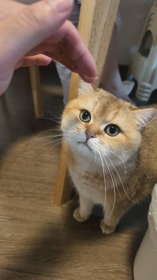樂