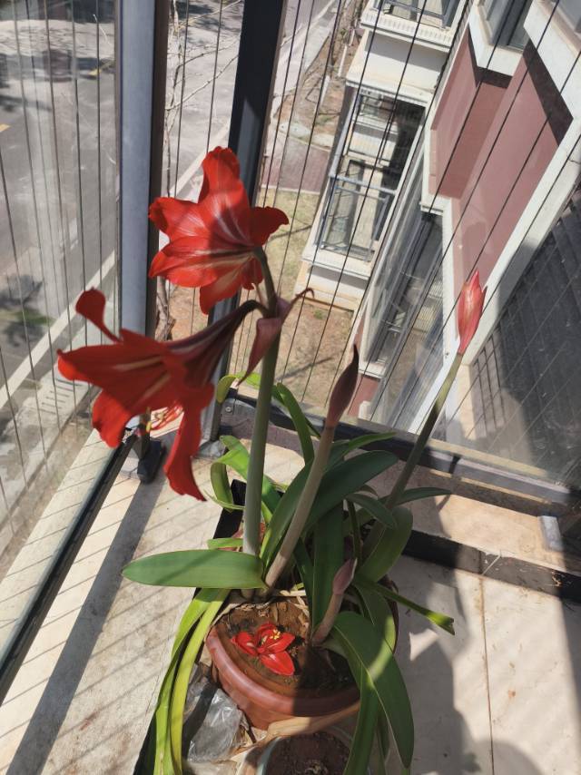 馒头