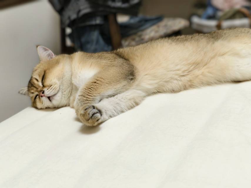 小宝