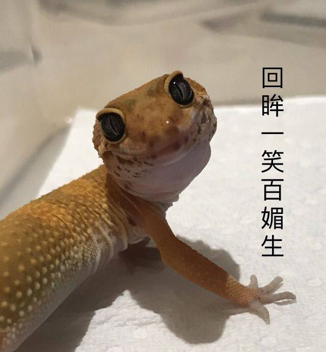 一只大房东