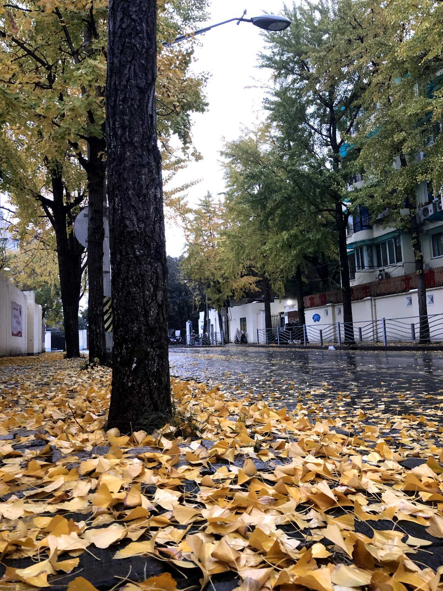 直租陈