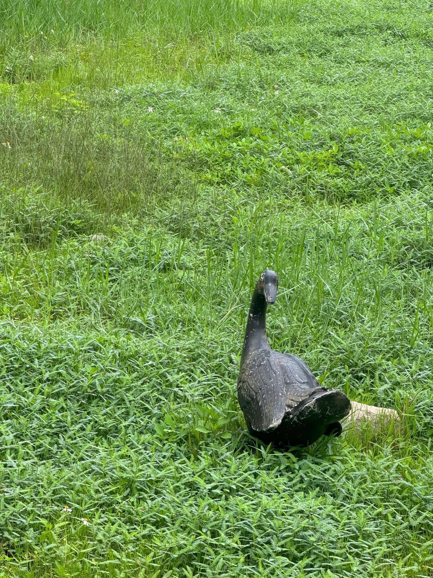 柠檬水水水