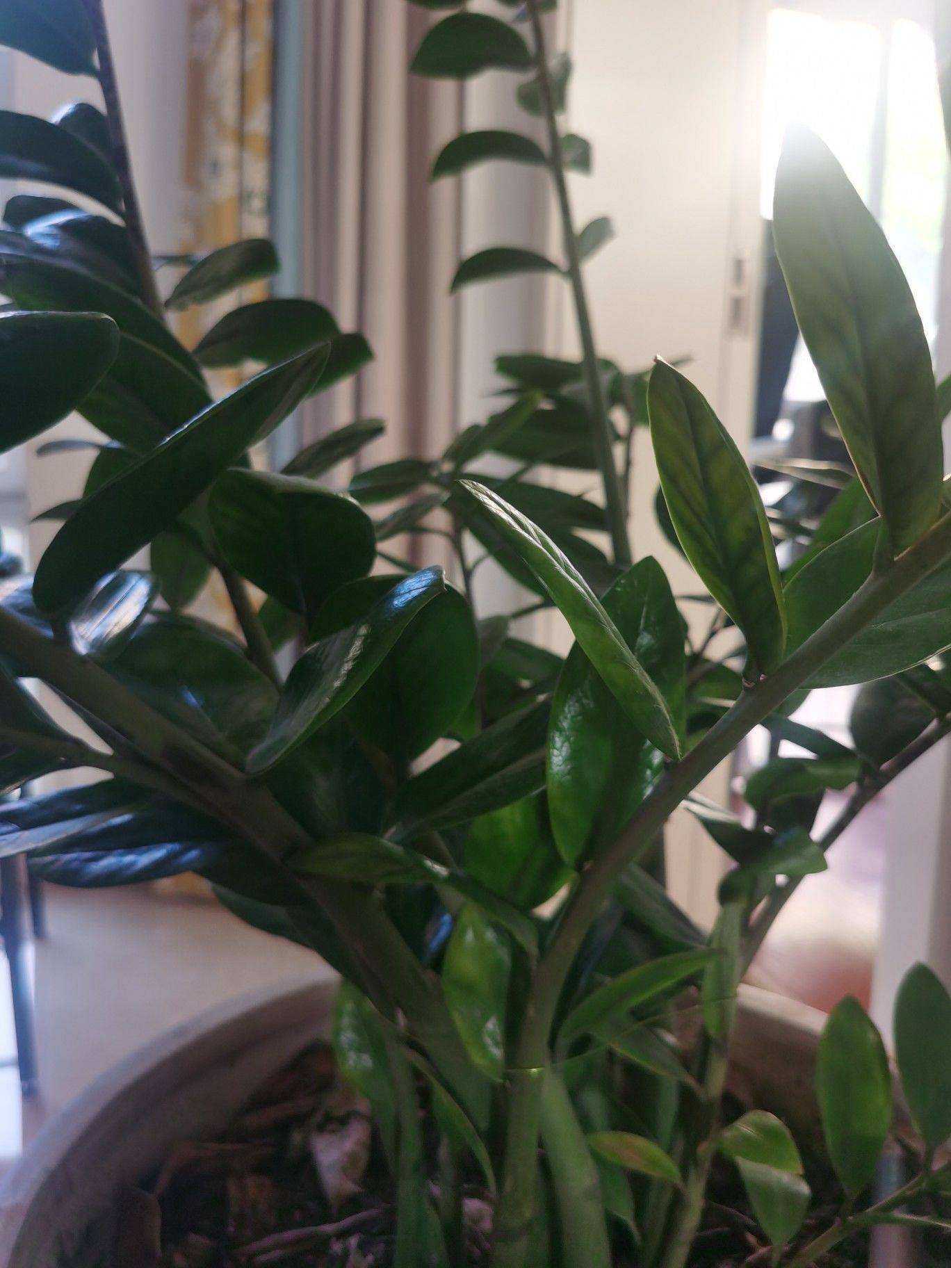 放执