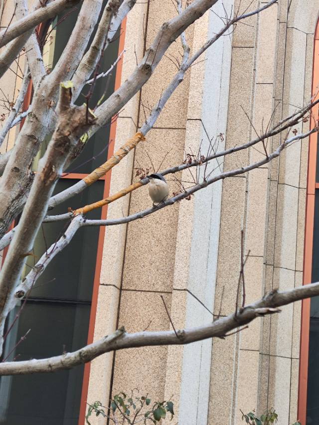 天