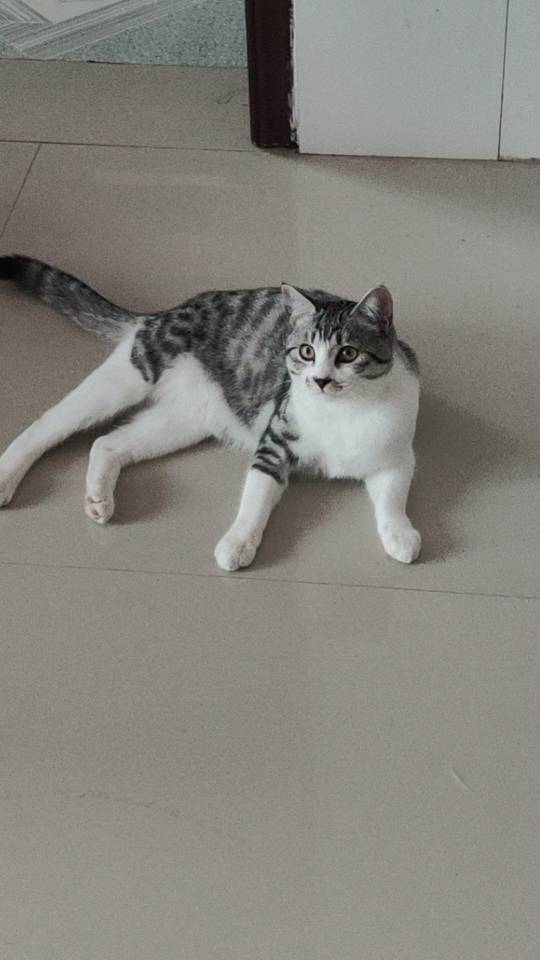 手机大
