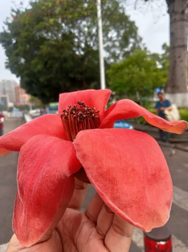 小雪花