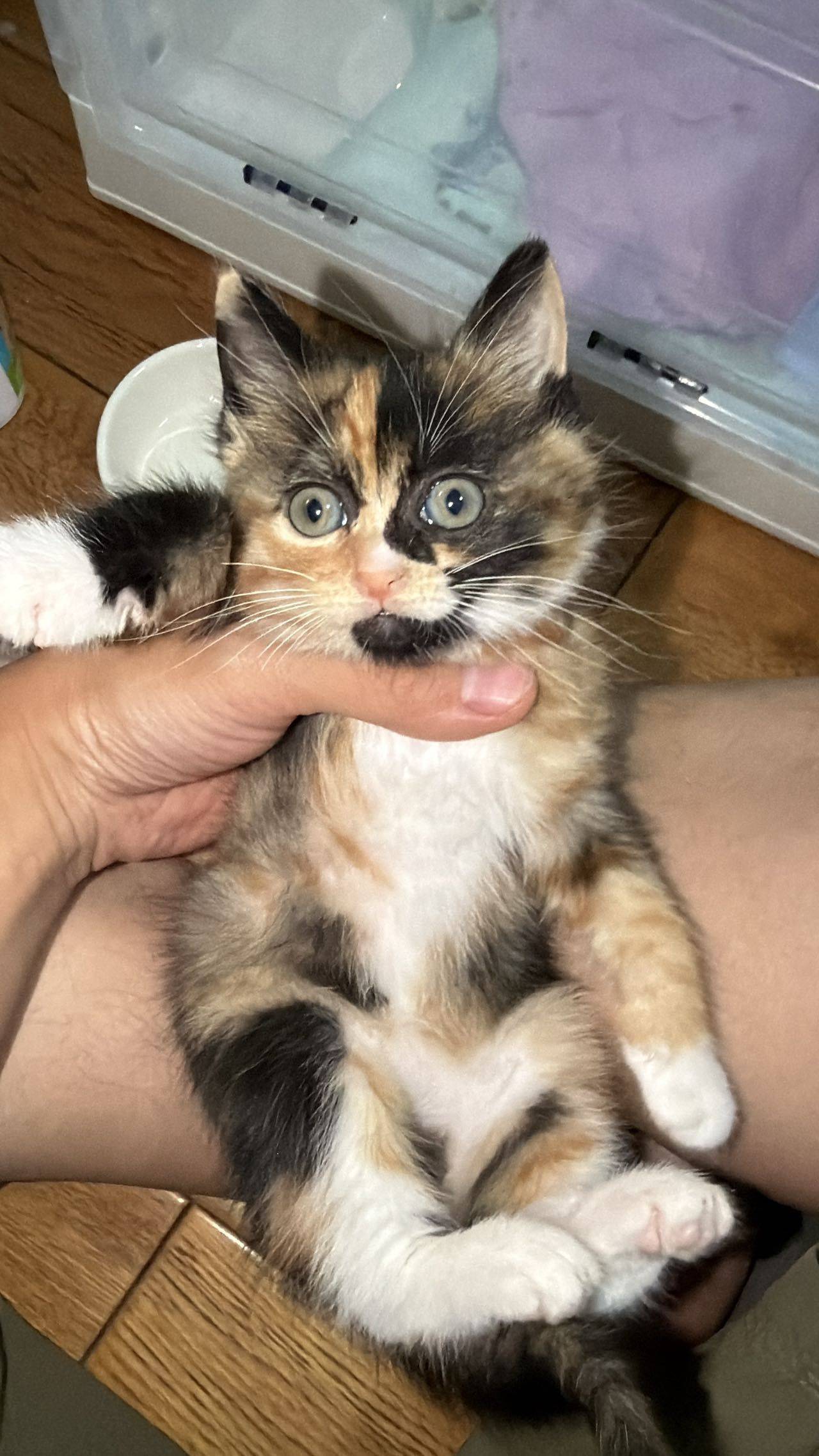 撑不死的野猪