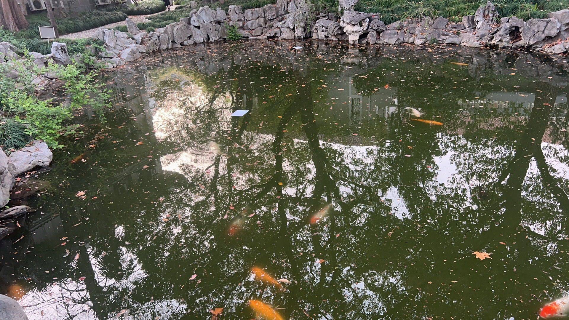 豆豆