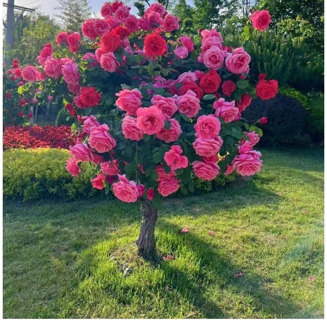 林老师