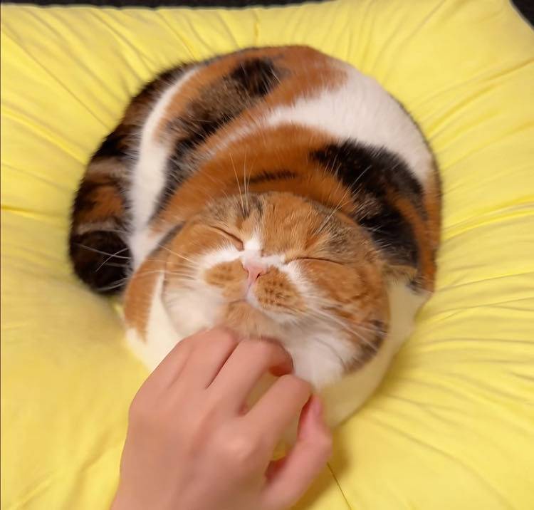 悦晴