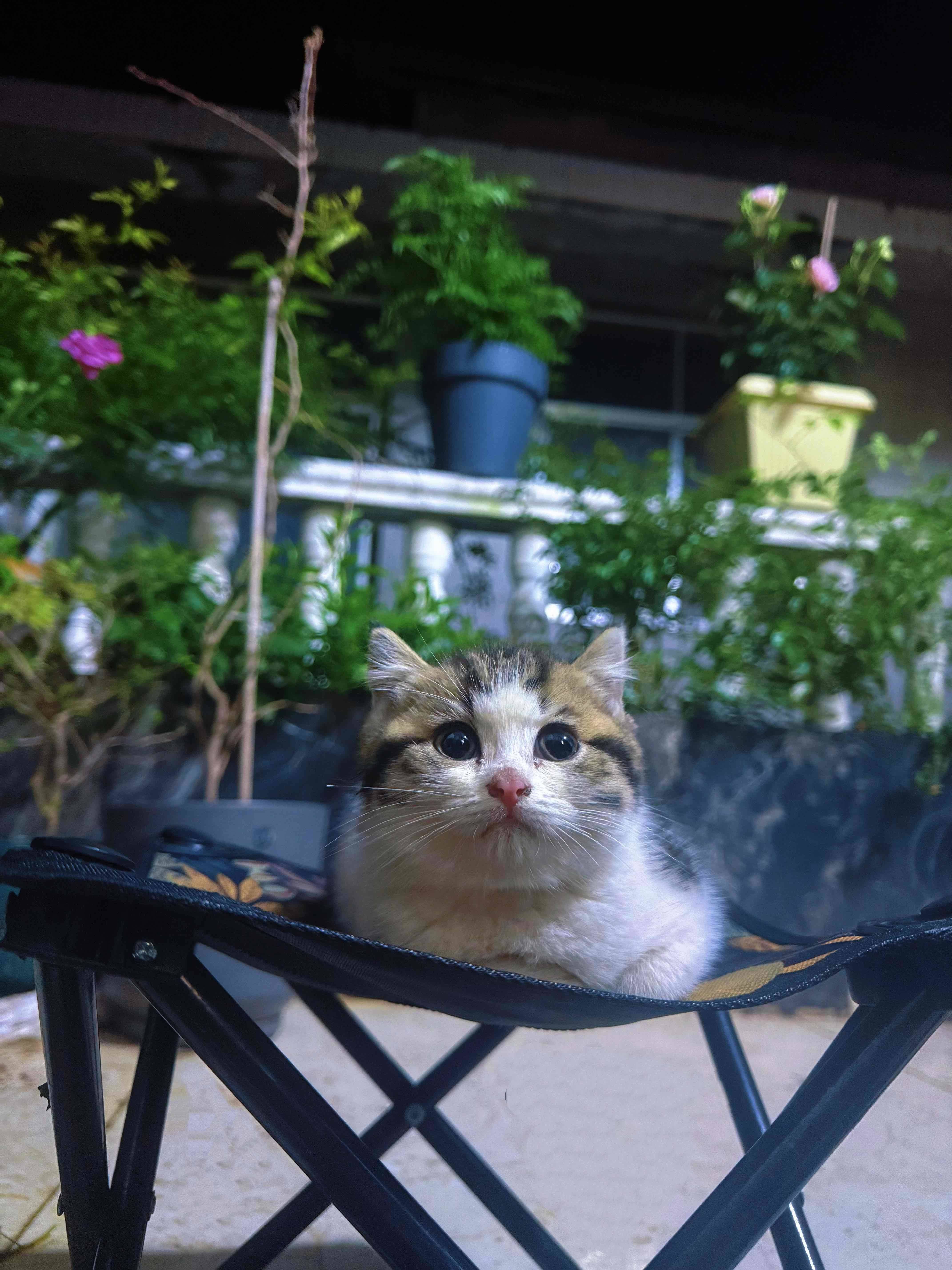 不抓老鼠的猫