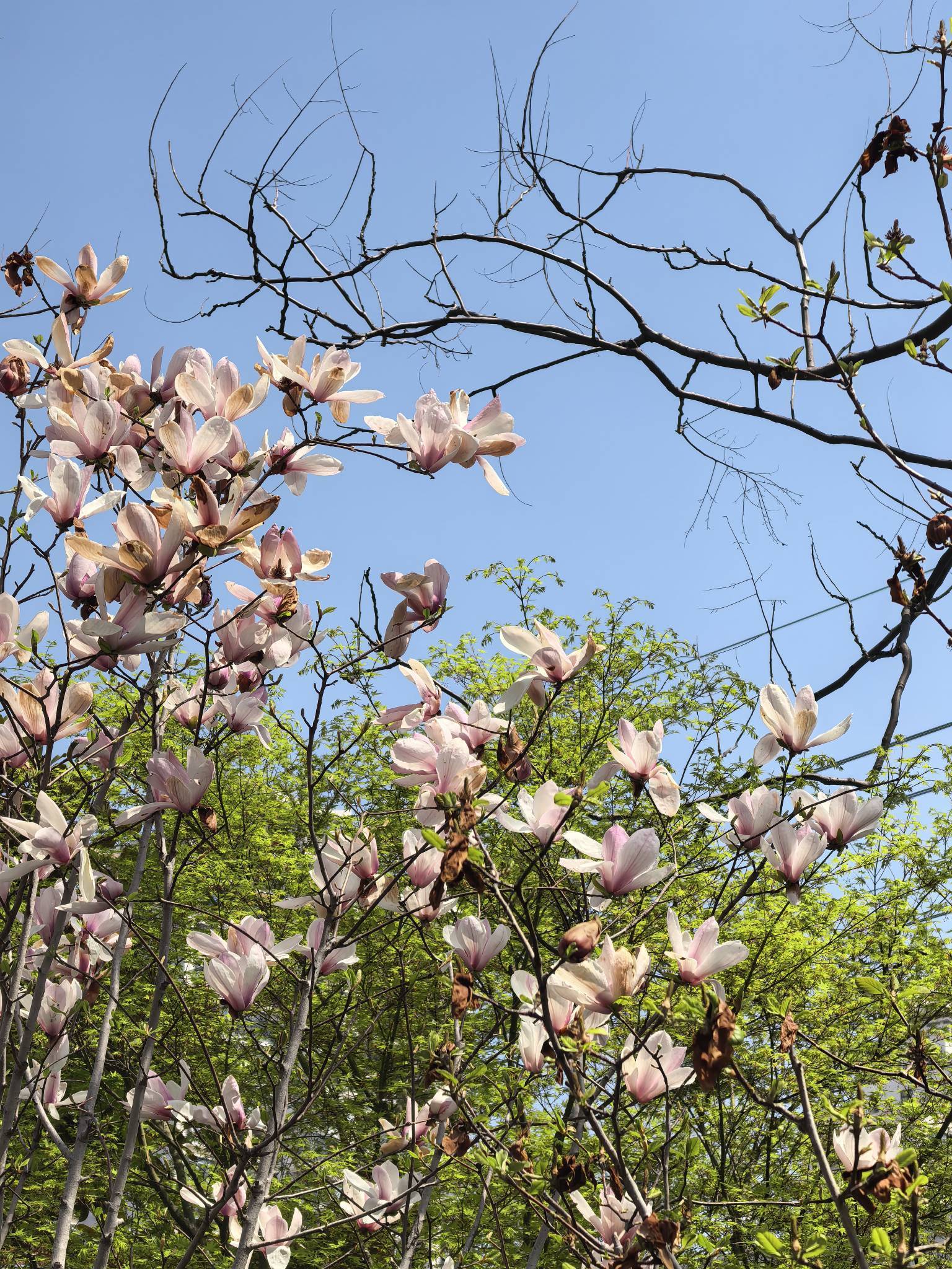 cc大芙芙