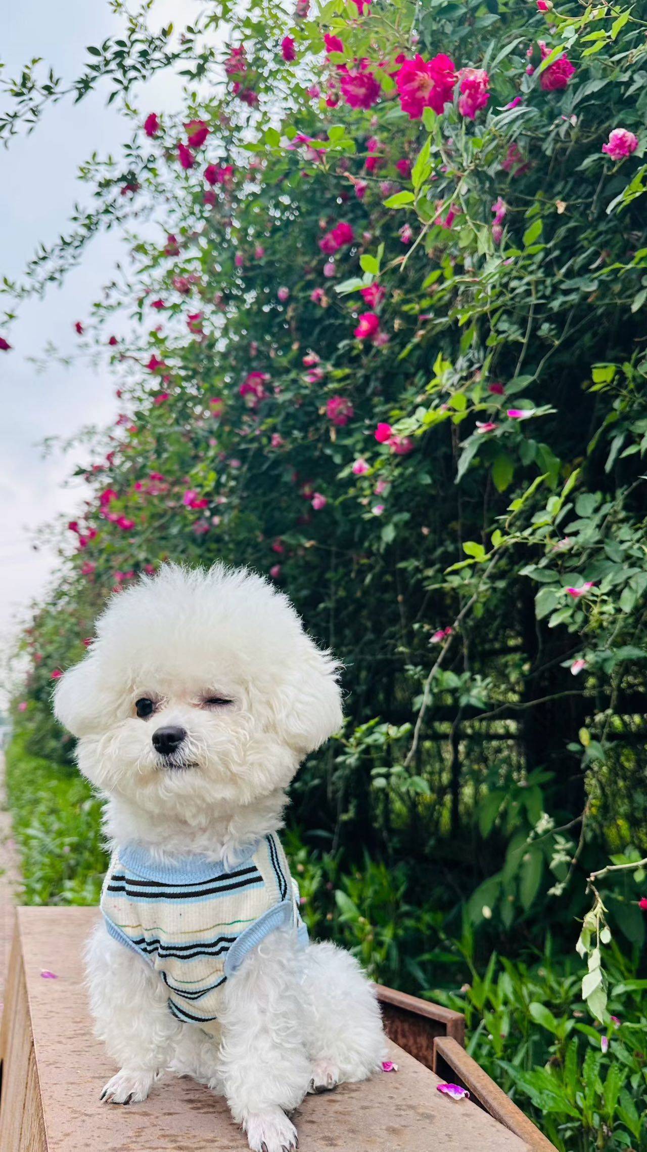 小宝