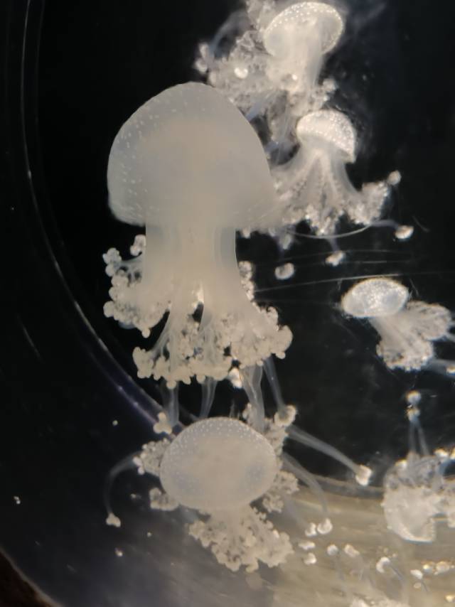 鸽