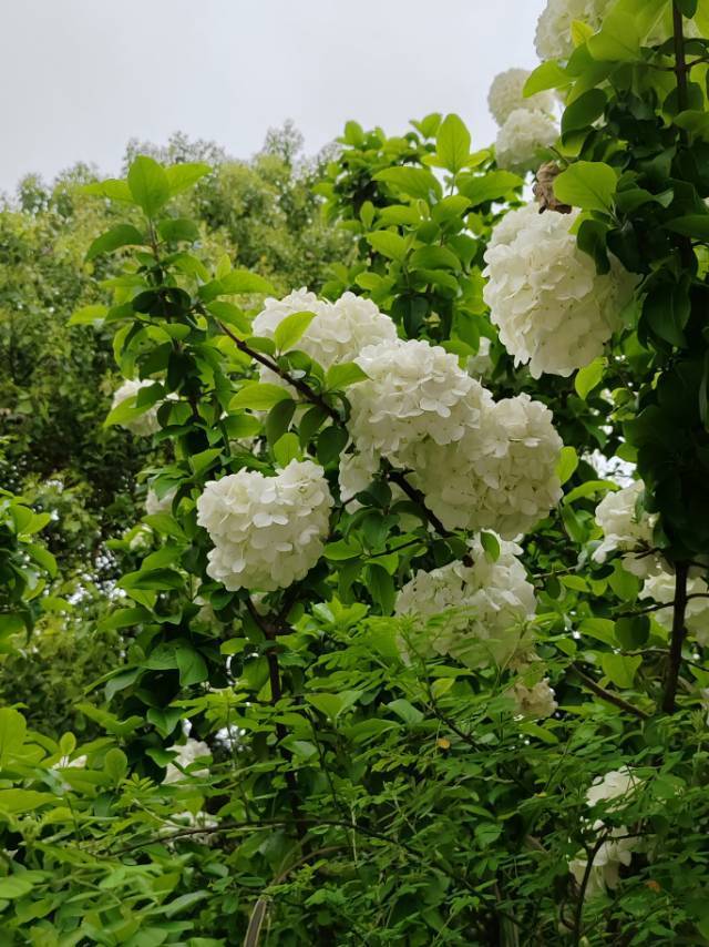 一颗草莓