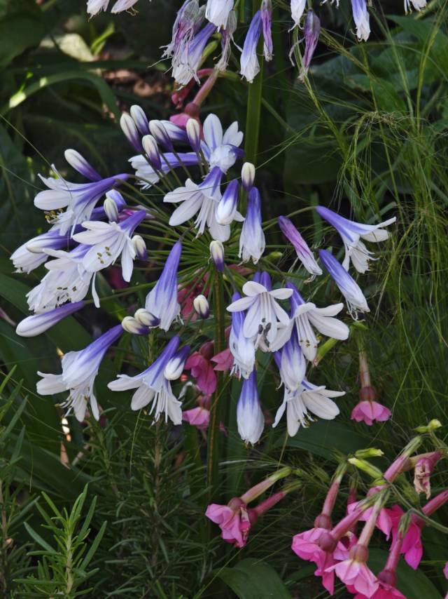 Lily