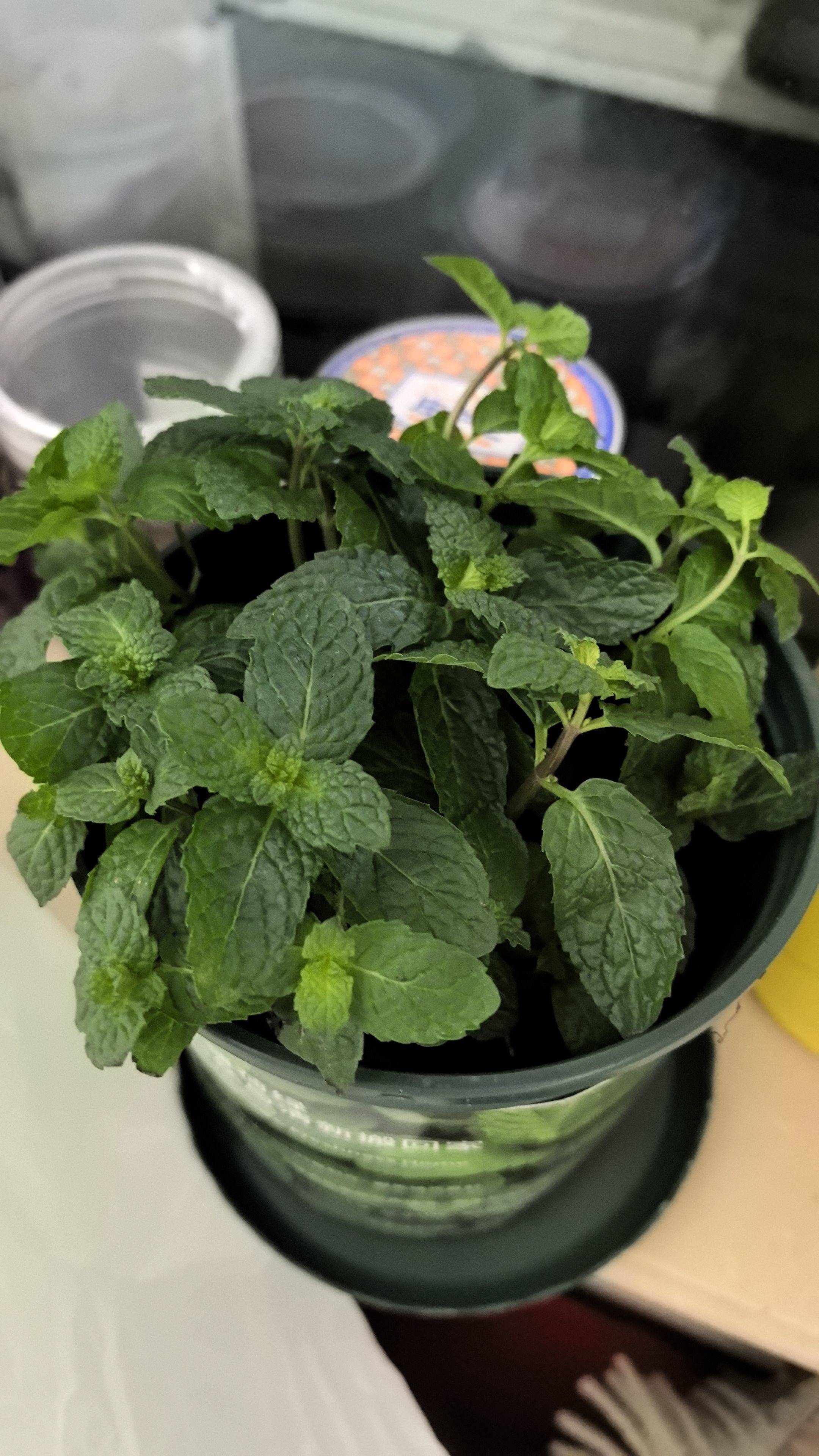 薄荷绿