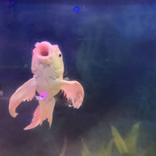 业主直租