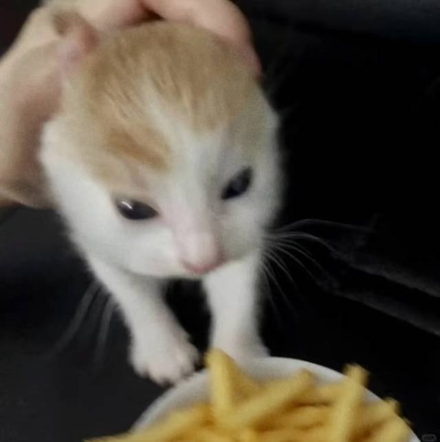 安鲤