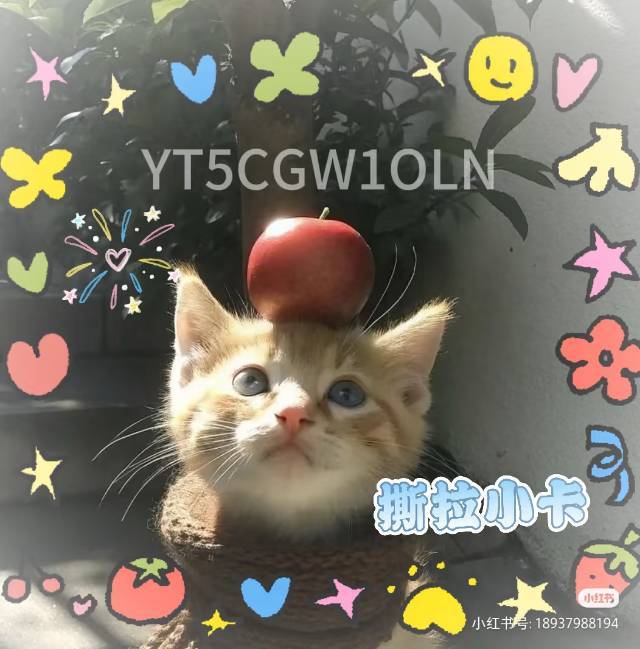 寞殇