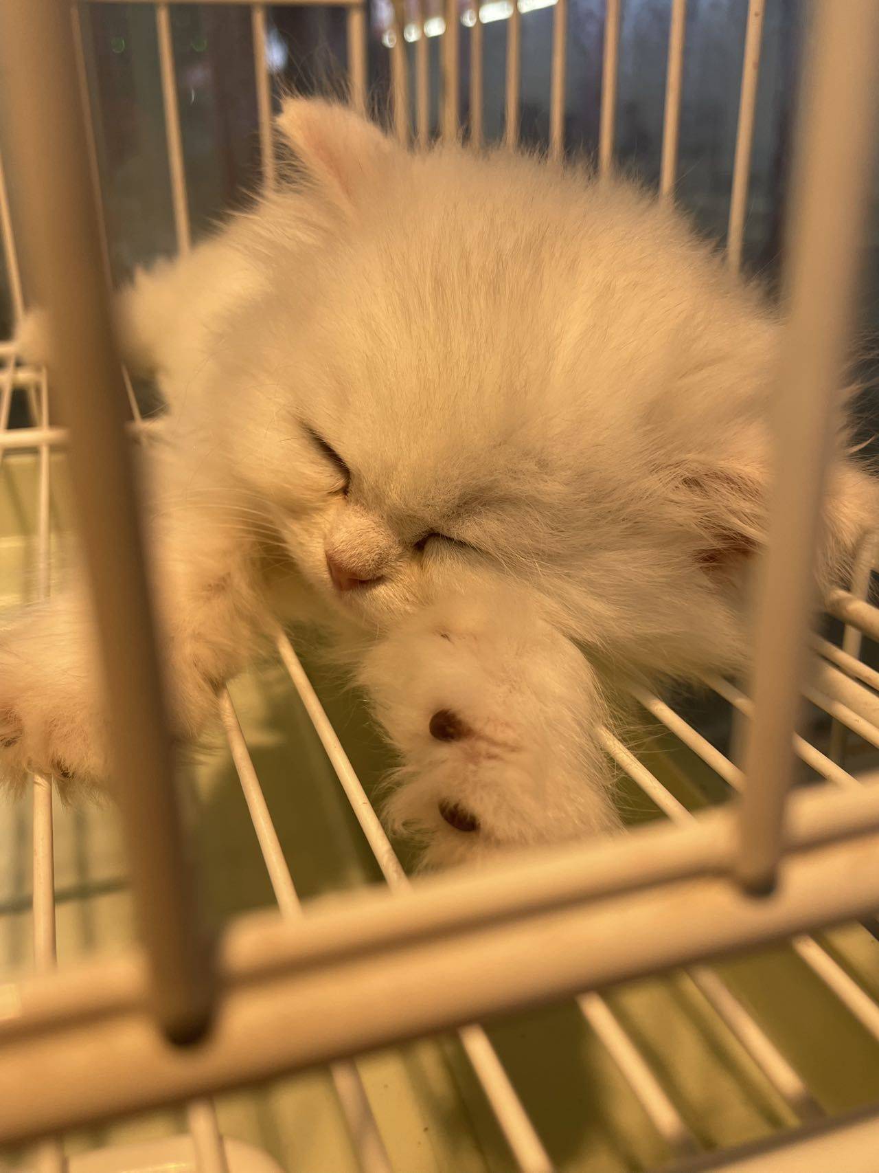 阿秋