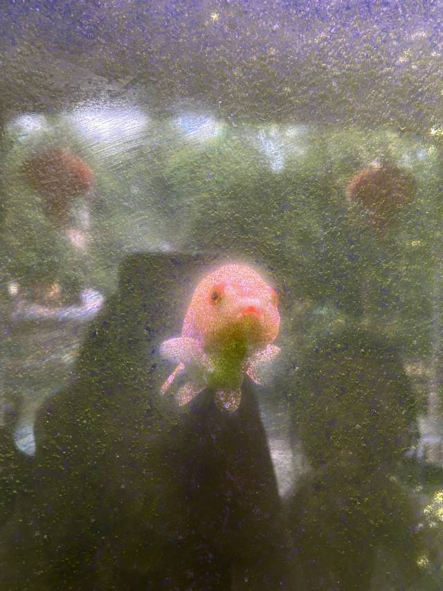 蒋不明白