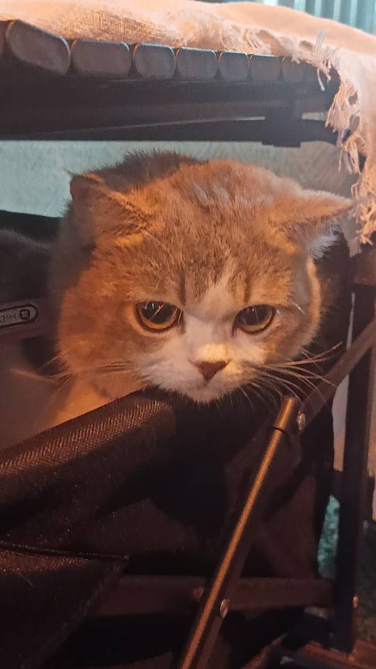 长城嗓