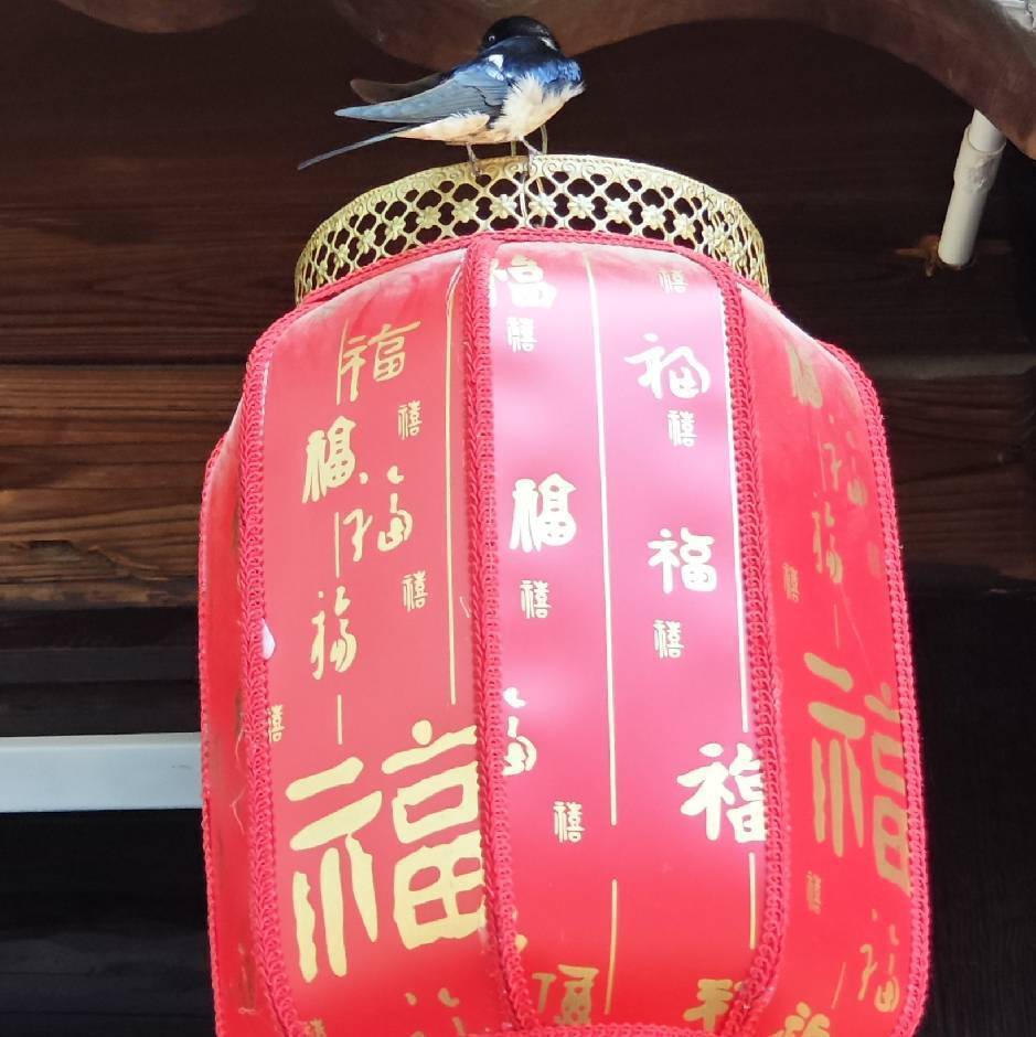 可可乐乐