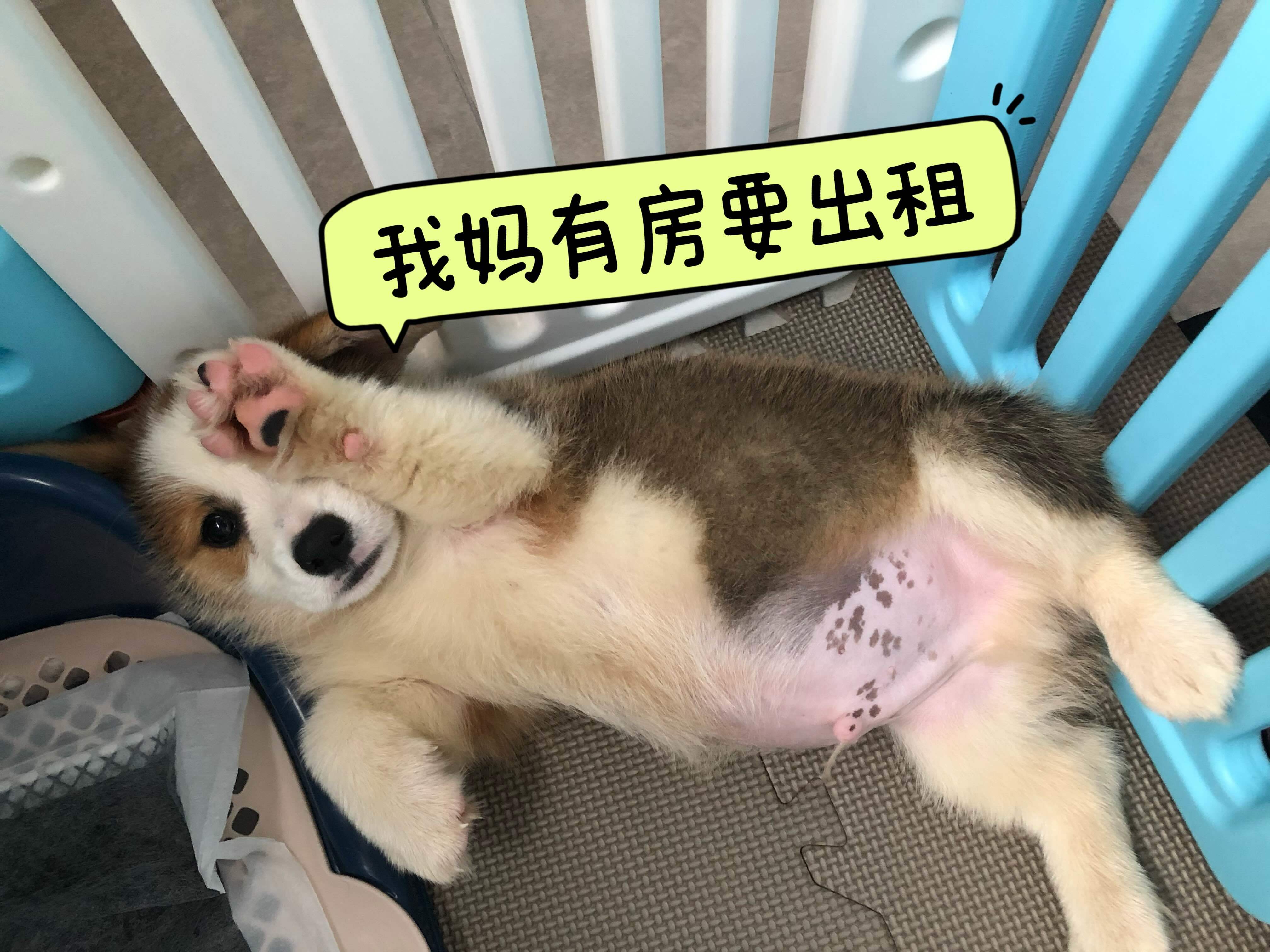 花花