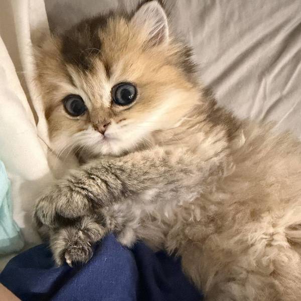 boo